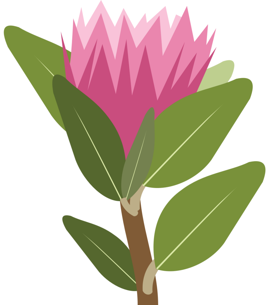 protea bloem vector