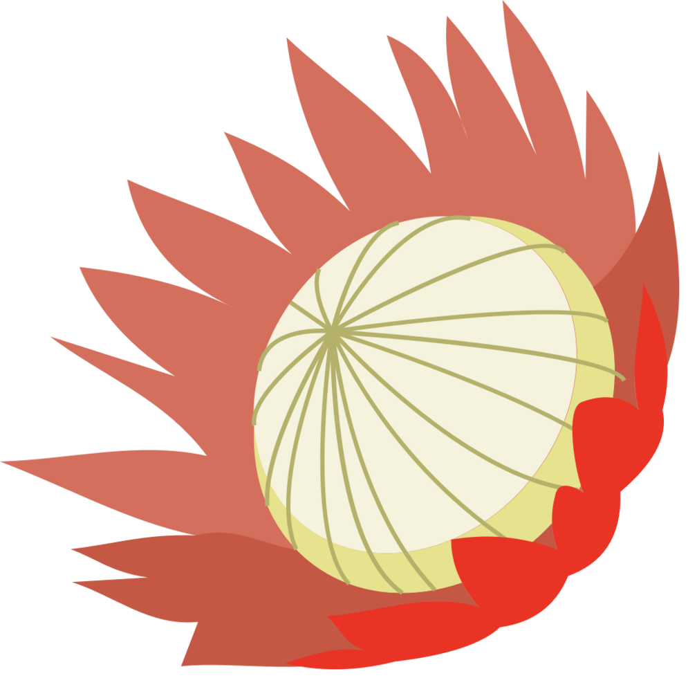 protea bloem vector