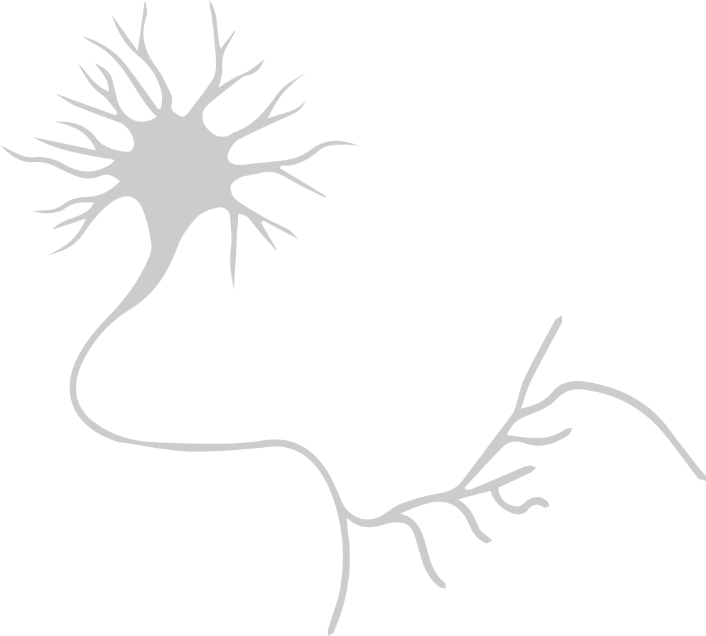 neuron biologie vector