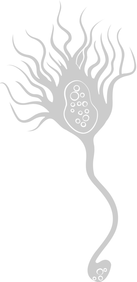 neuron biologie vector