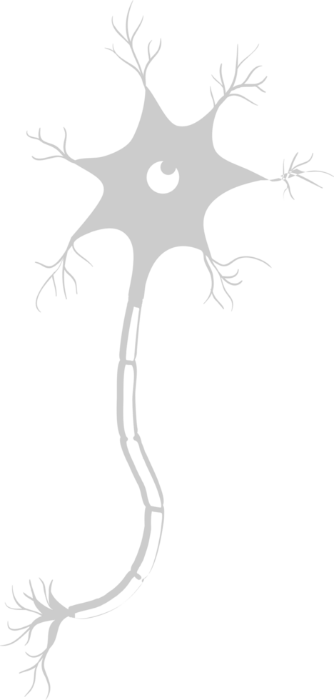 neuron biologie vector