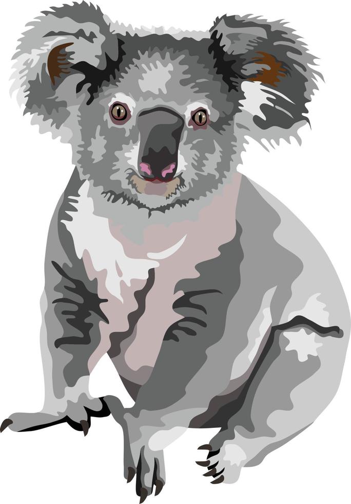 koala zoogdier dierlijke vector