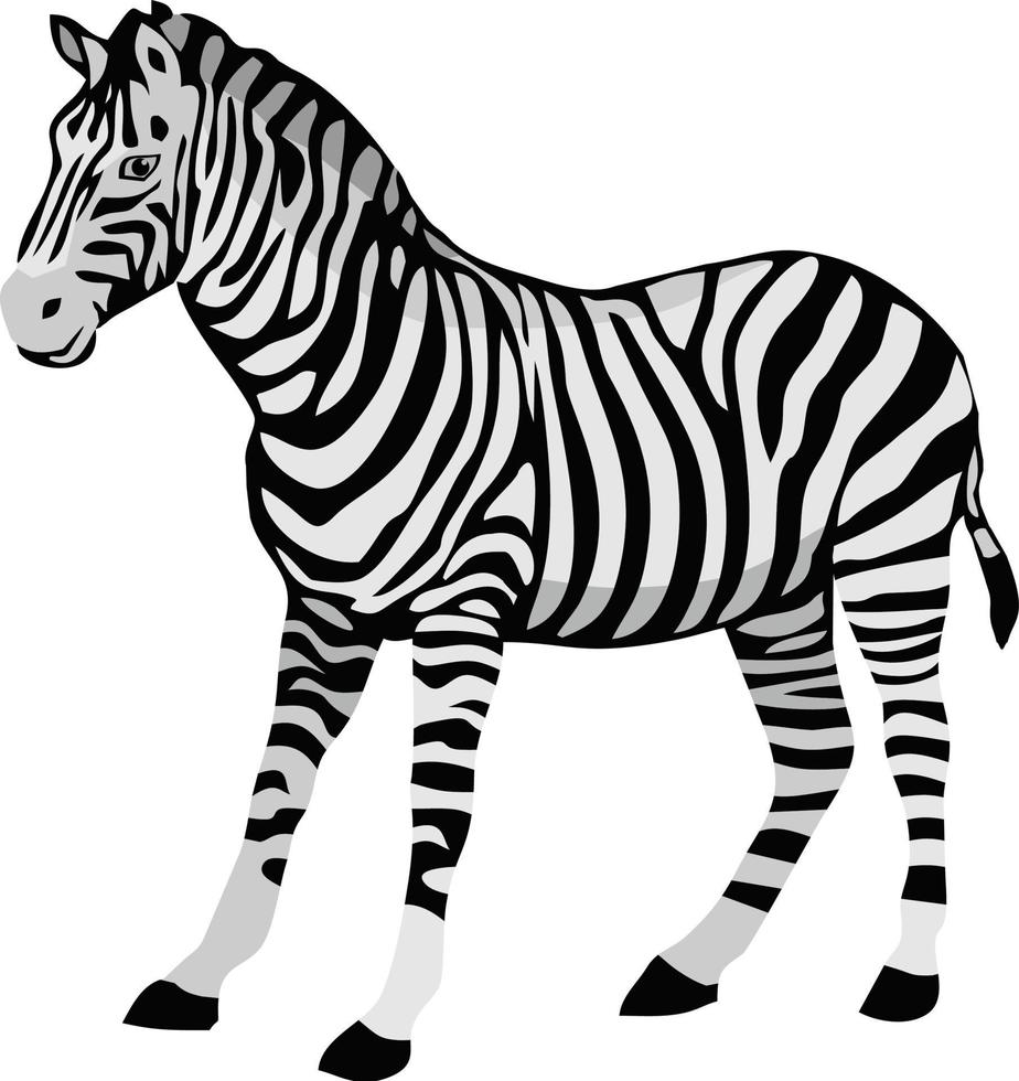 zebra zoogdier dierlijke vector