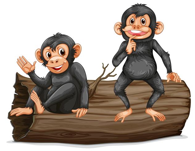 Chimpansee vector