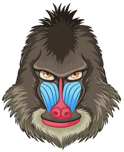 Mandril baviaan vector