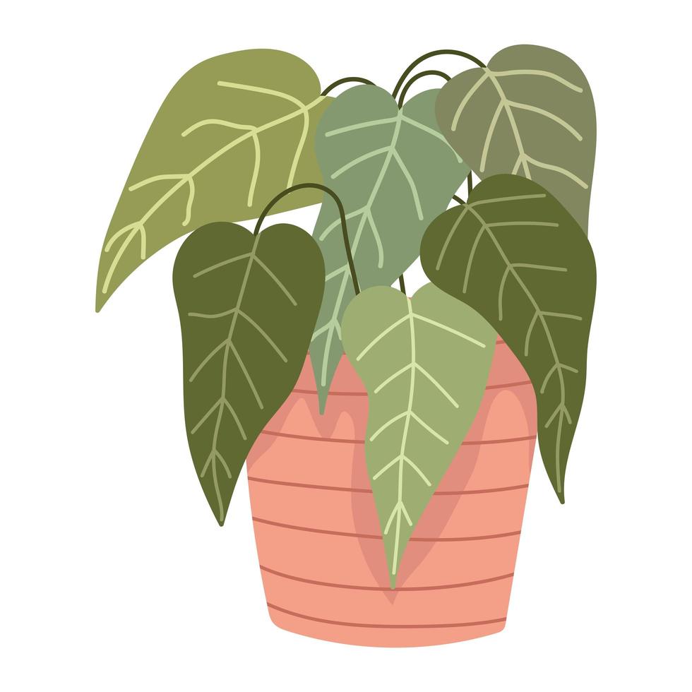 kamerplant plant in pot vector