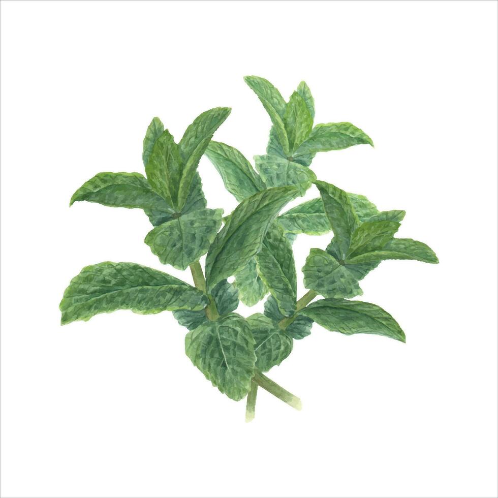 boeket van munt Afdeling. groen aromatisch geneeskrachtig planten. vers geurig bladeren. vector