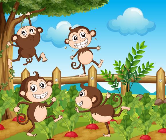 Vier apen in de moestuin vector