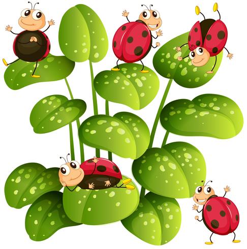 Lieveheersbeestjes op groene bladeren vector