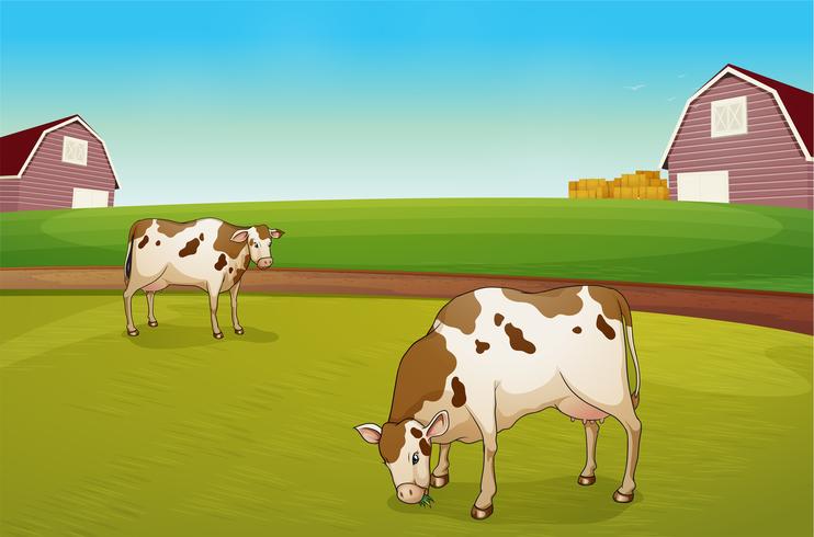 Twee koeien op de boerderij vector