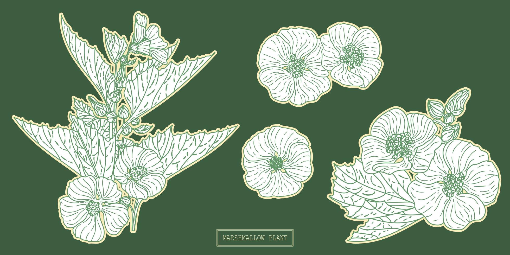 medische marshmallow plant lineart vector