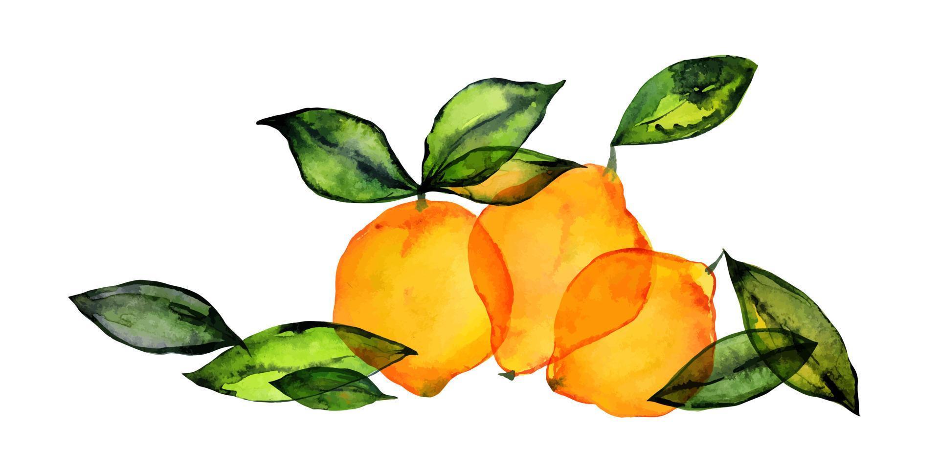 verse citroen fruit boeket door aquarel. schattig decor voor huis- en cafétextiel, voor verpakkingsdecor en menu vector