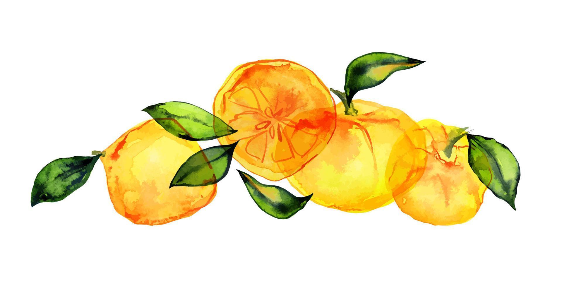 samenstelling van citrusvruchten. oranje aquarel boeket. schattig decor voor huis- en cafétextiel, voor verpakkingsdecor en menu vector