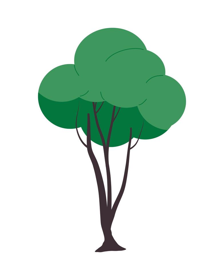 boom natuur plant vector