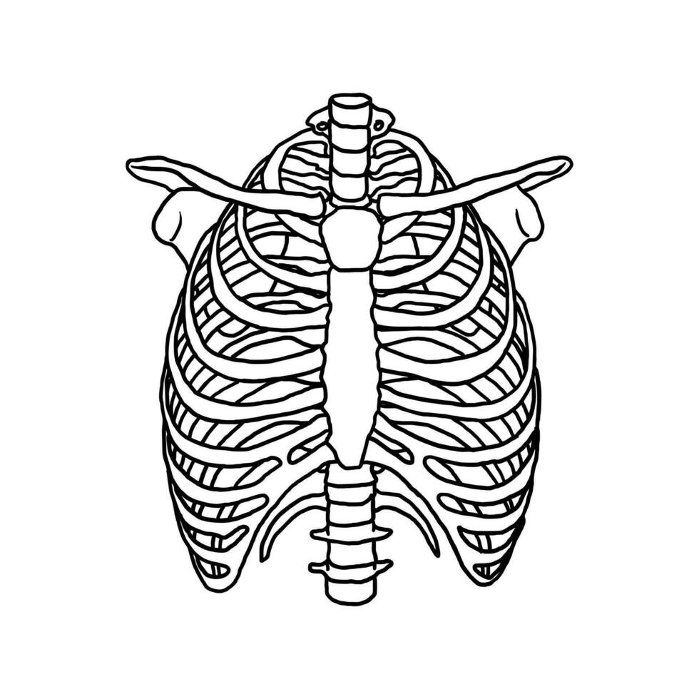 hand- getrokken borst rib bot vector illustratie