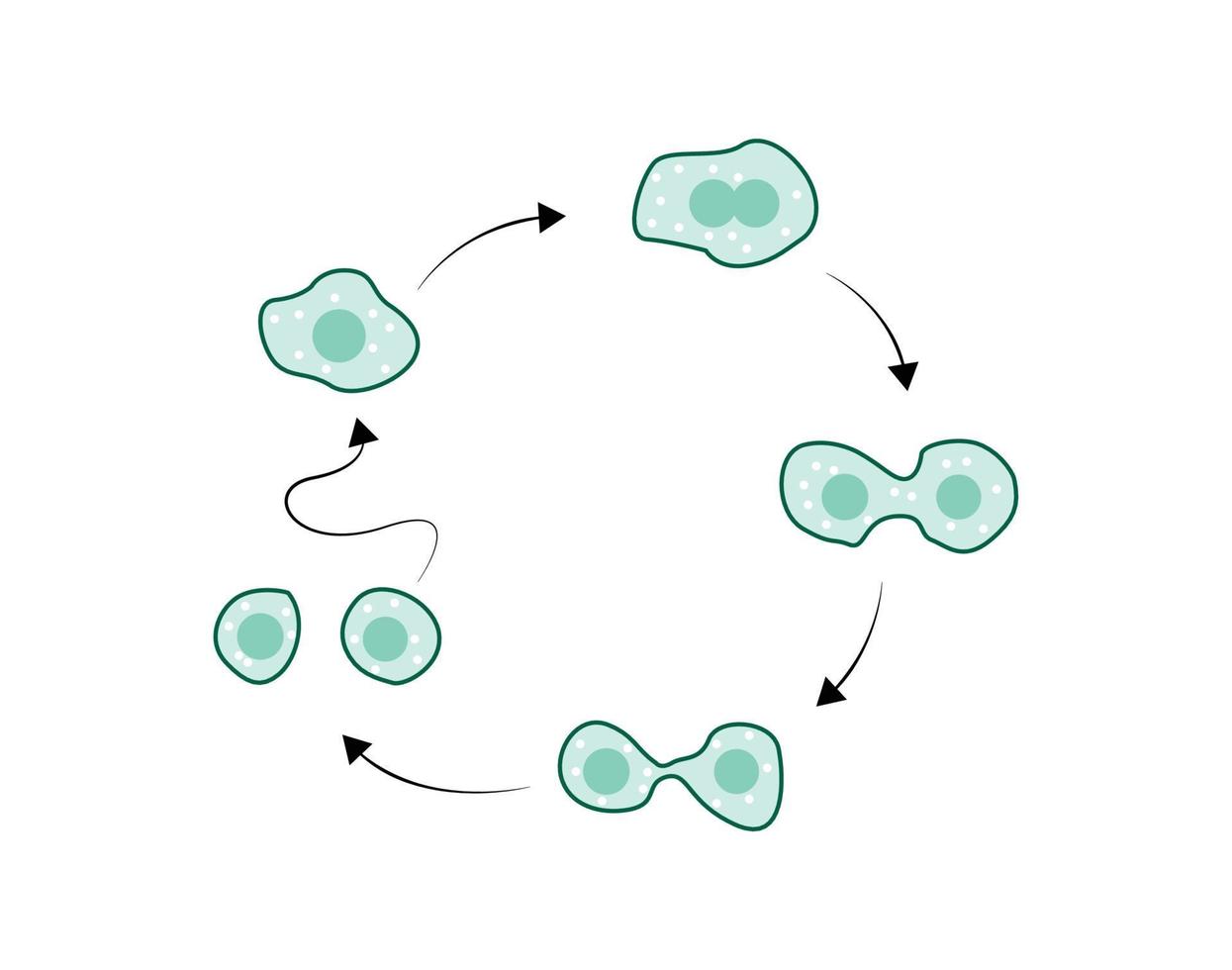 eenvoudige illustratie van amoebe-reproductie, illustratie van amoebe die zich in tweeën deelt vector