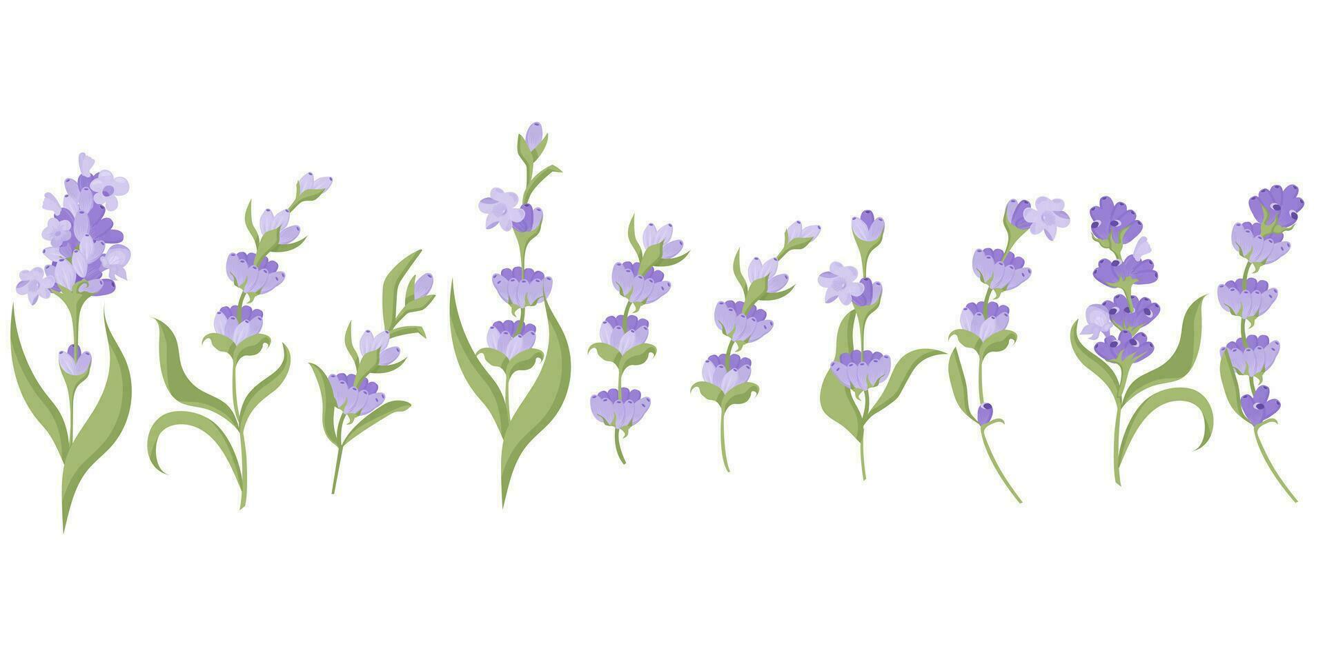 reeks van lavendel bloemen voor uw ontwerp. vector illustratie geïsoleerd Aan wit achtergrond. vector illustratie