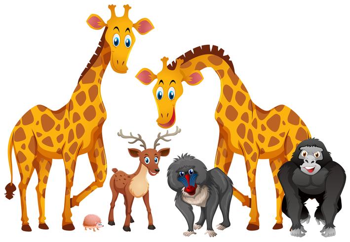 Giraffen en apen op witte achtergrond vector