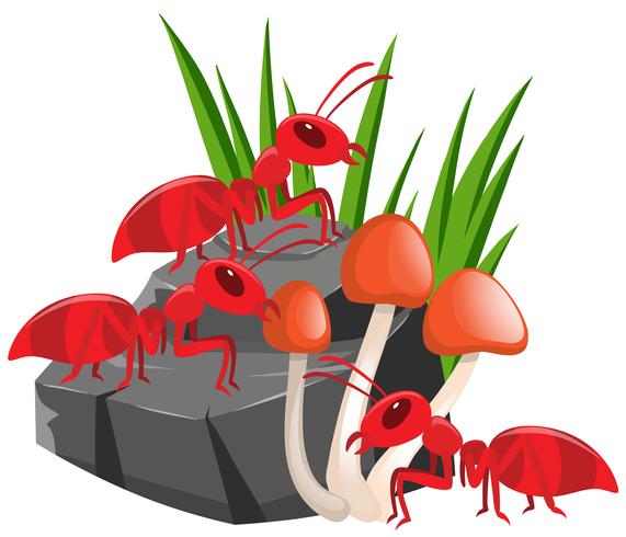 Drie rode mieren op de rots vector