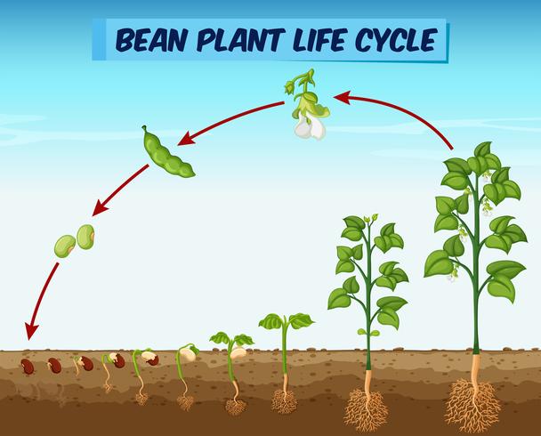 Diagram dat de levenscyclus van de bonenplant toont vector