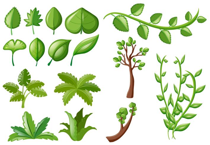 Verschillende soorten groene bladeren vector