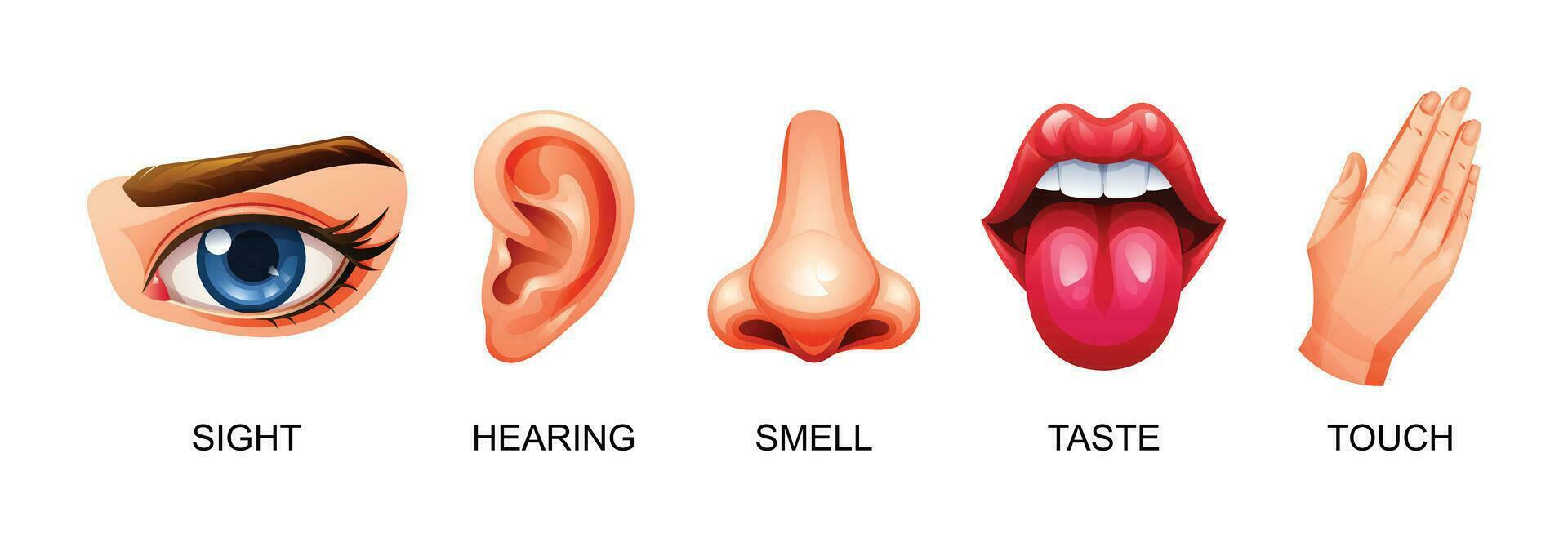 vijf menselijk zintuigen vector illustratie. zicht, horen, geur, smaak en tintje