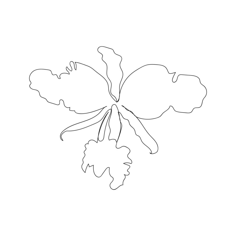 Cattleya-orchideebloem in doorlopende lijntekeningstijl. mooie Cattleya bloeiende plant zwart lineair ontwerp. moderne stijl bloem voor logo, pictogram embleem of webbanner. vector illustratie