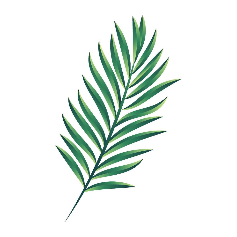 vector palm Afdeling illustratie geïsoleerd Aan wit achtergrond