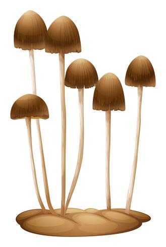 psilocybe mexicana vector