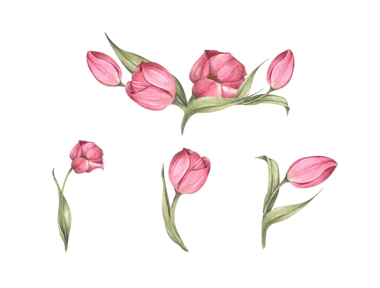 boeket tulpen. bloemen compositie. aquarel illustratie. vector