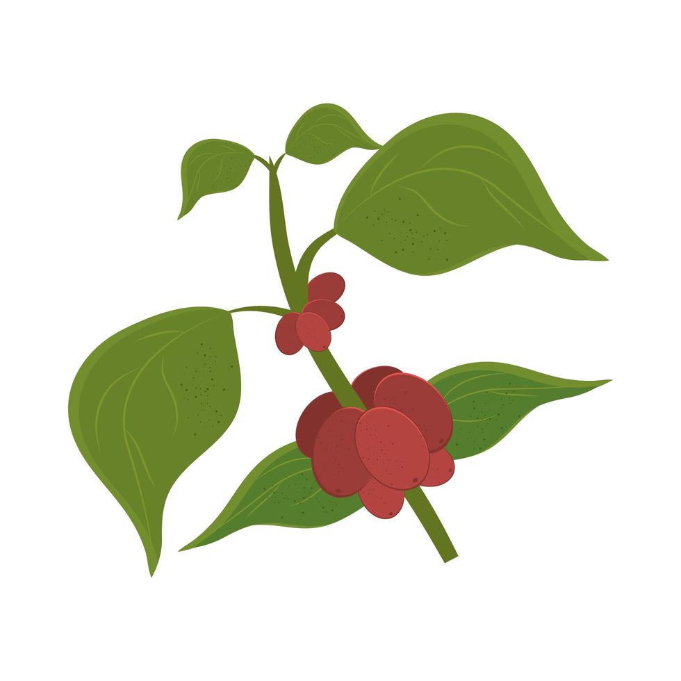 koffieplant vector