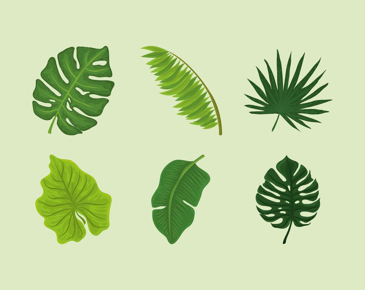 monstera laat gebladerte vector