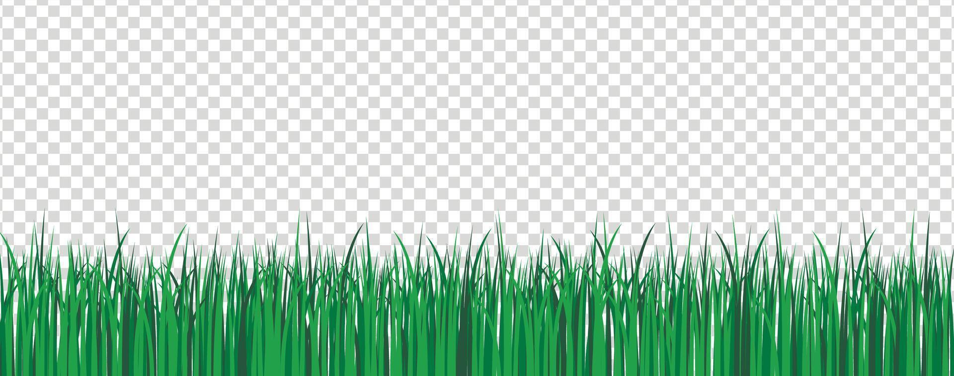 groen gras grens. voorjaar of zomer fabriek veld- gazon. vector illustratie