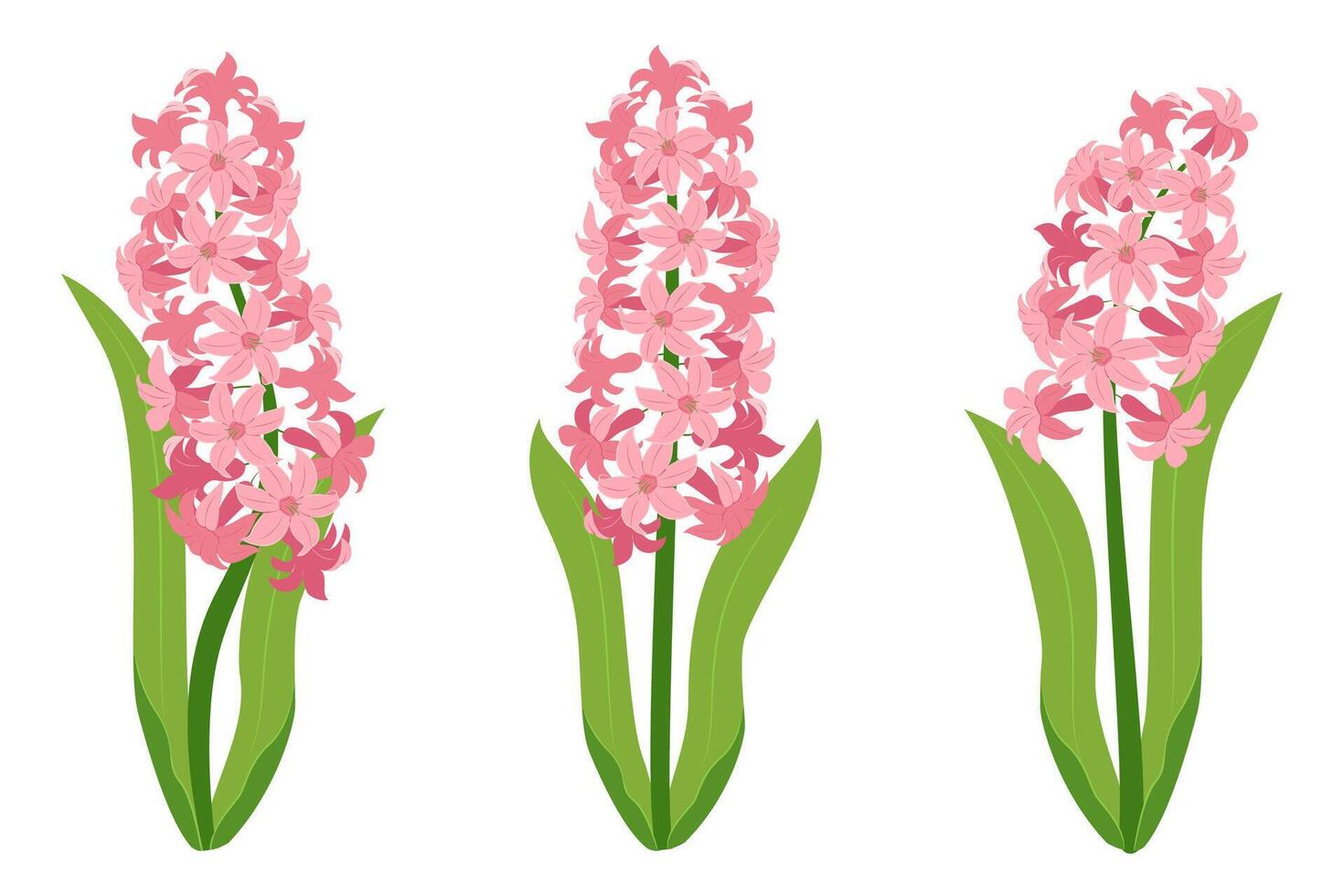 hyacint bloemen set. roze hyacint bloemen geïsoleerd Aan een wit achtergrond. vector illustratie