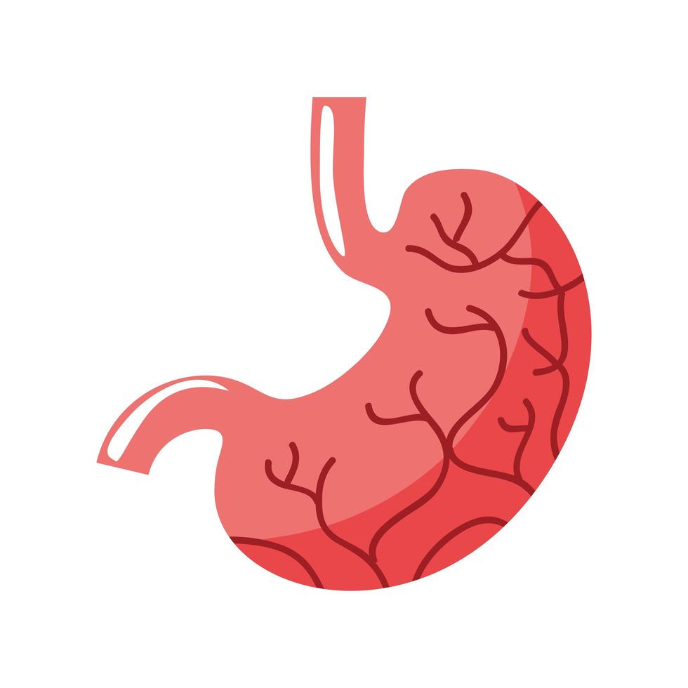 menselijk maagorgaan vector