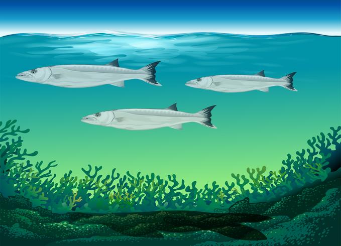 Drie vissen die onder het overzees zwemmen vector
