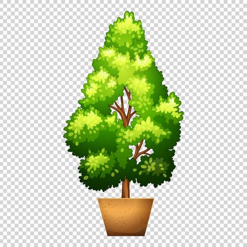 Groene boom in kleipot vector