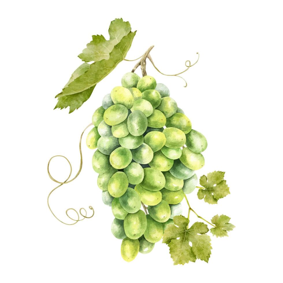 een bundel van groen druiven met bladeren. wijnstok. geïsoleerd waterverf illustratie vector