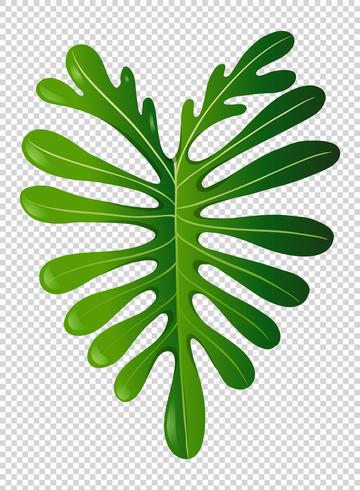 Groen blad op transparante achtergrond vector