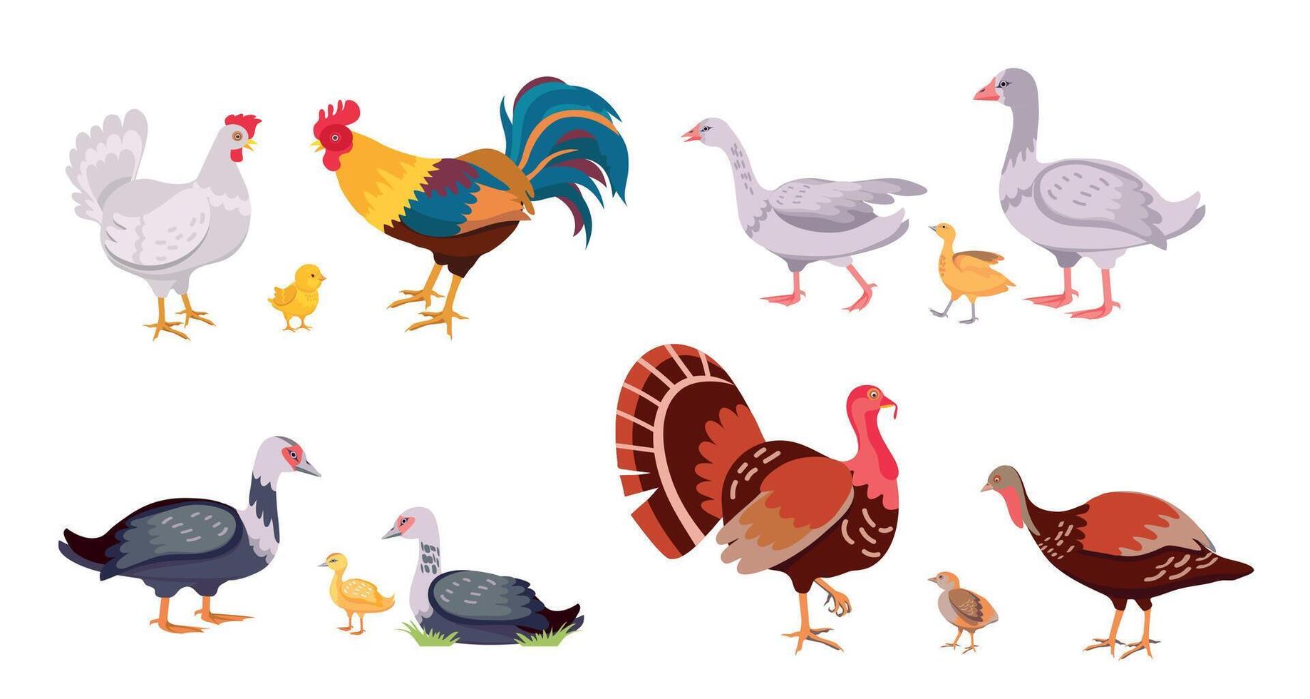boerderij gevogelte, huiselijk vogelstand familie, kip en haan. kalkoen met kuiken. tekenfilm ganzen, eenden, eendje en kip. vee vector reeks