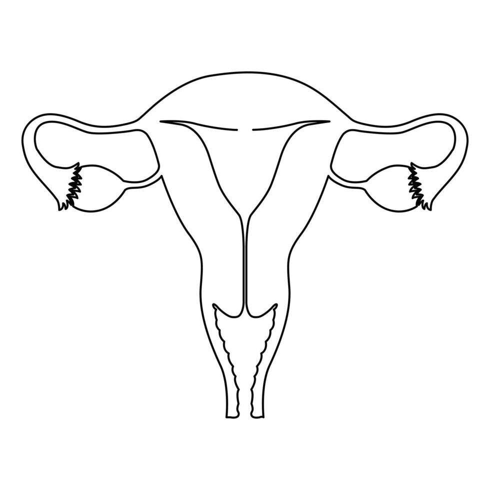 doorlopend single een lijn tekening baarmoeder en eierstokken, organen van vrouw voortplantings- systeem en vrouwen dag vector kunst illustratie