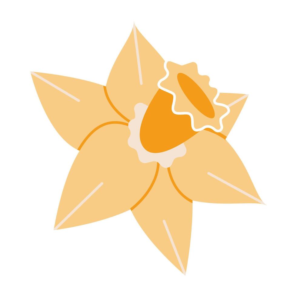 narcis, geel narcissen, tekenfilm stijl. modieus modern vector illustratie geïsoleerd Aan wit achtergrond, hand- getrokken, vlak