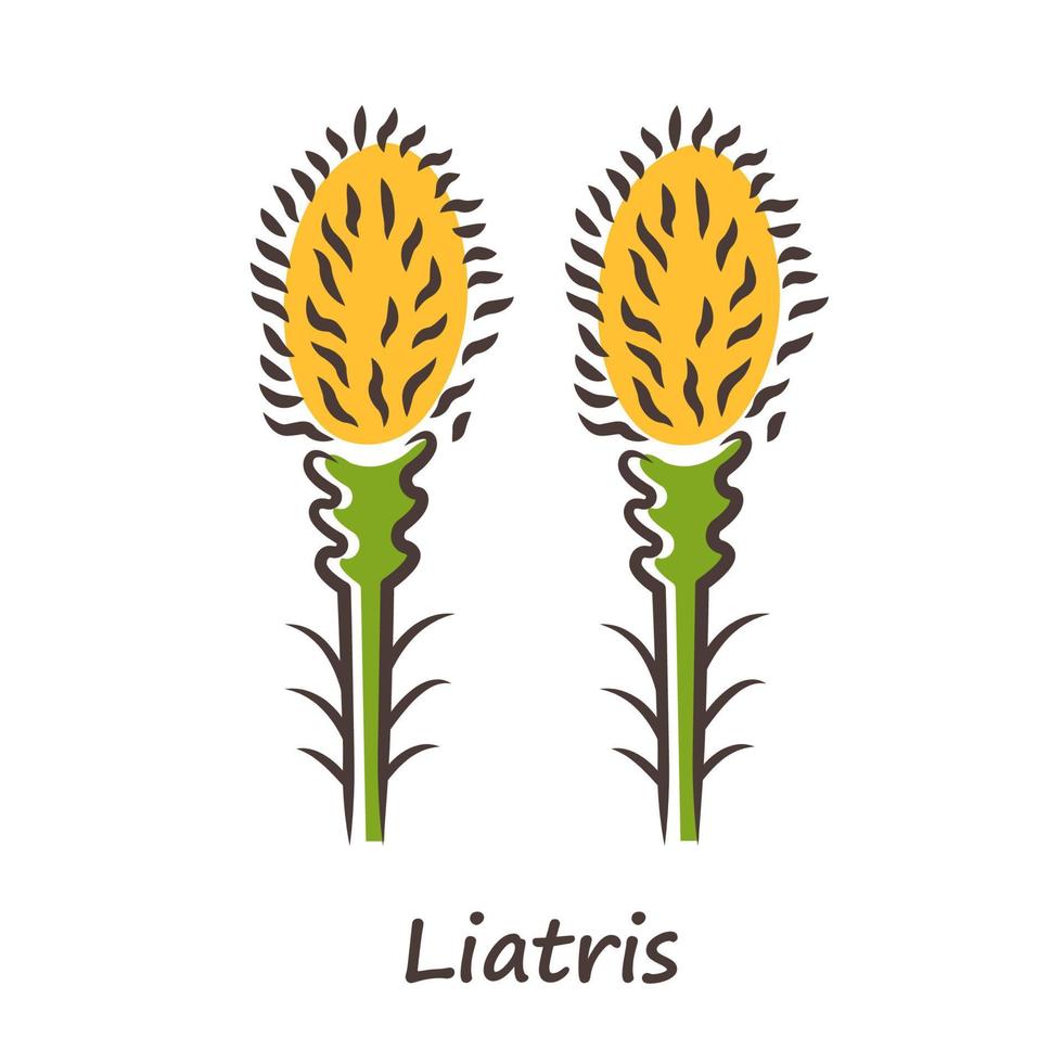 liatris gele kleur icoon. brandende ster bloeiende bloem met naam inscriptie. dwerg gayfeather tuinplant. spicata kobold bloeiwijze. wilde bloemen. lente bloesem. geïsoleerde vectorillustratie vector