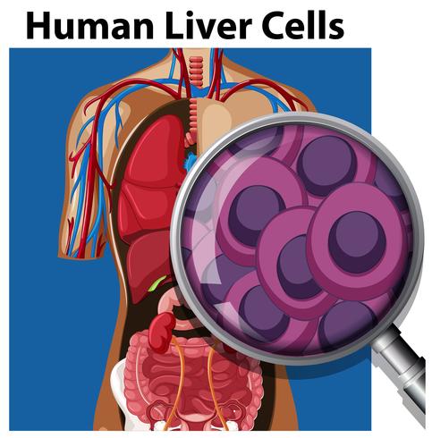Een menselijke levercellen vector