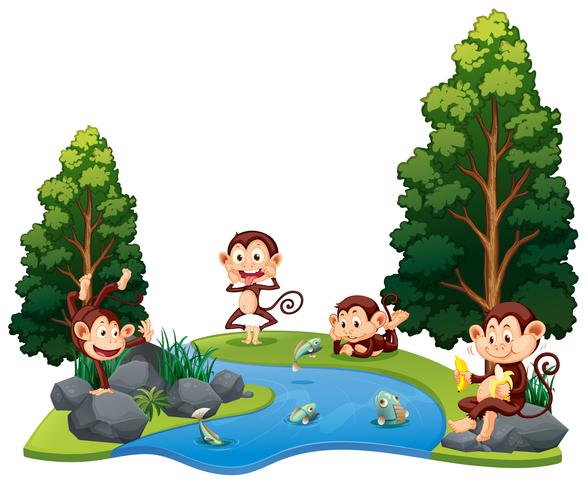Een groep aap bij de rivier vector