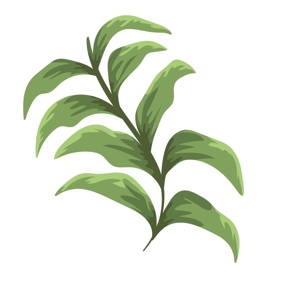 tak gebladerte plant natuur decoratie schilderij geïsoleerd ontwerp vector