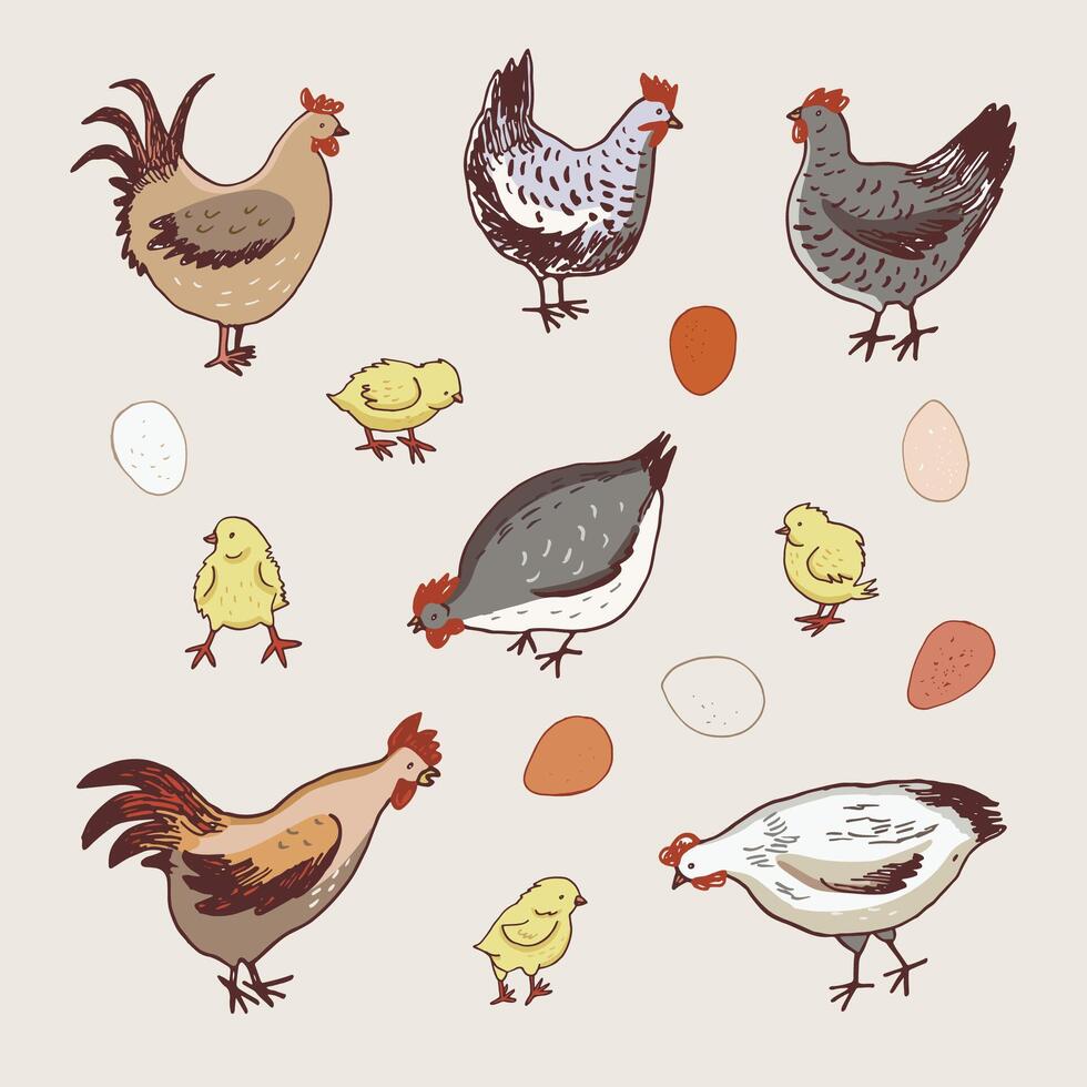 kip huiselijk dieren vector illustraties set.