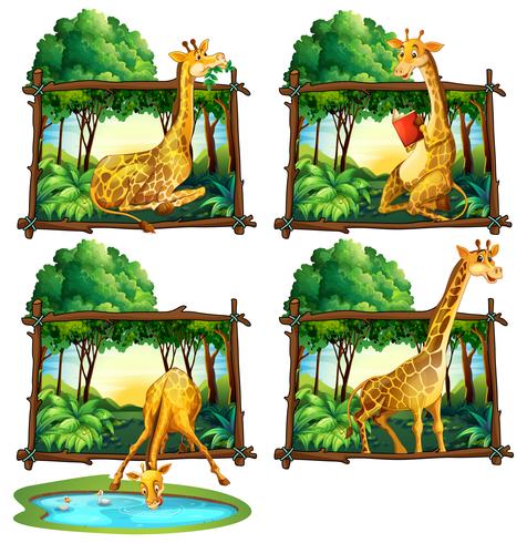 Vier frames van giraffen in de jungle vector