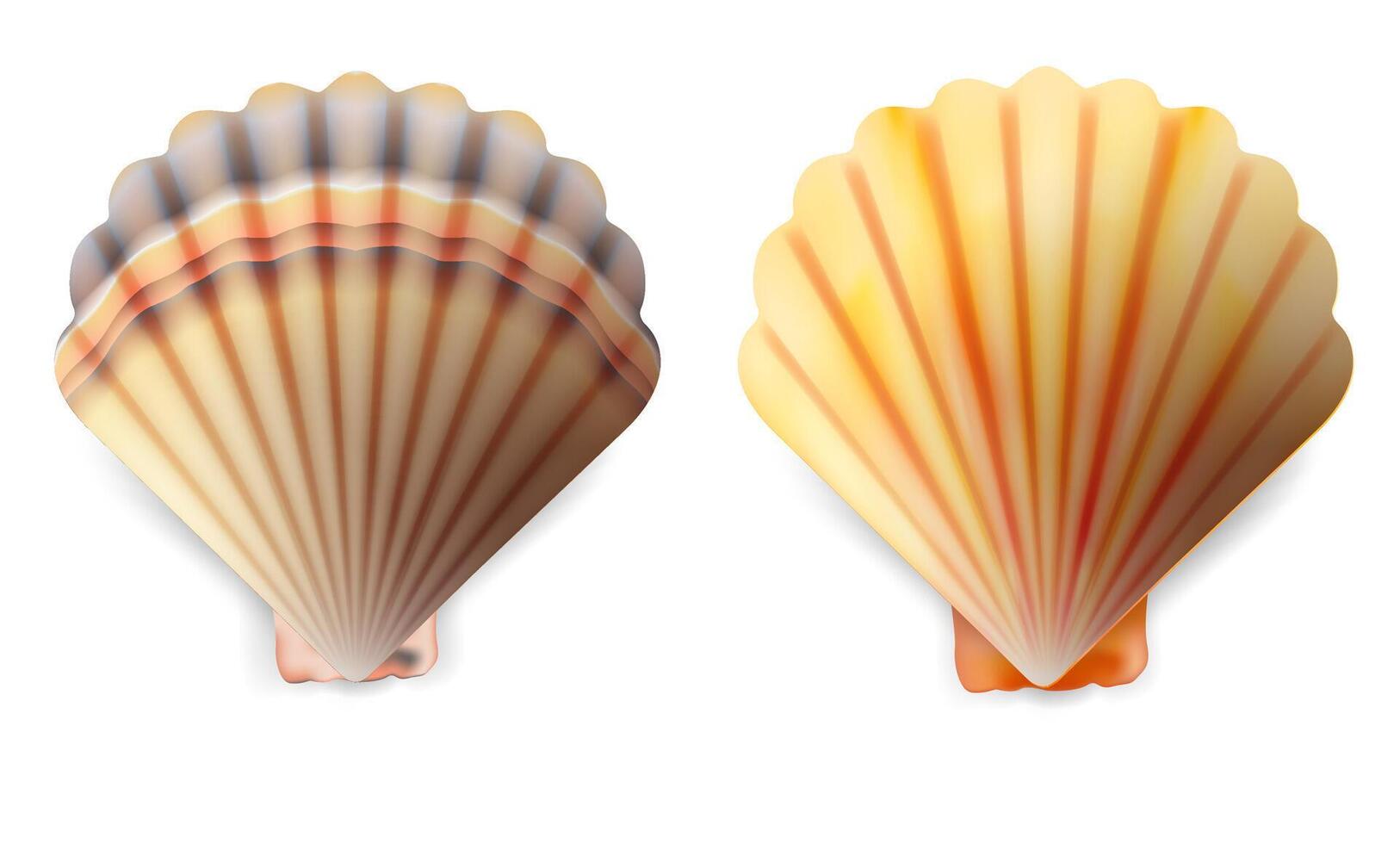 realistisch gedetailleerd 3d schelp set. vector