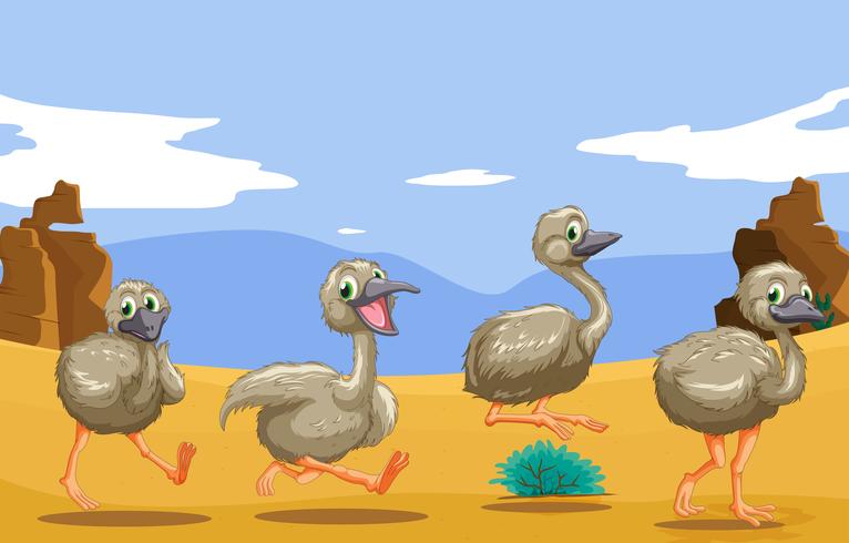 Kleine struisvogels die in de woestijn lopen vector